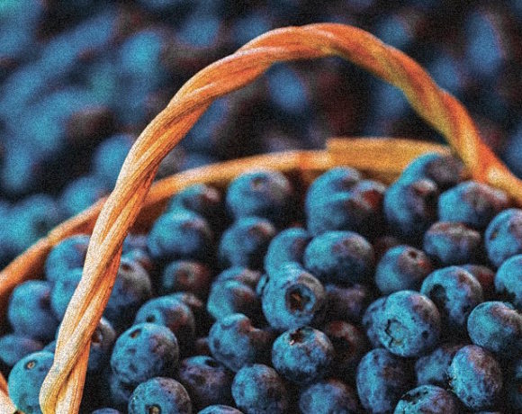 Finnish Blueberries from BerryTime