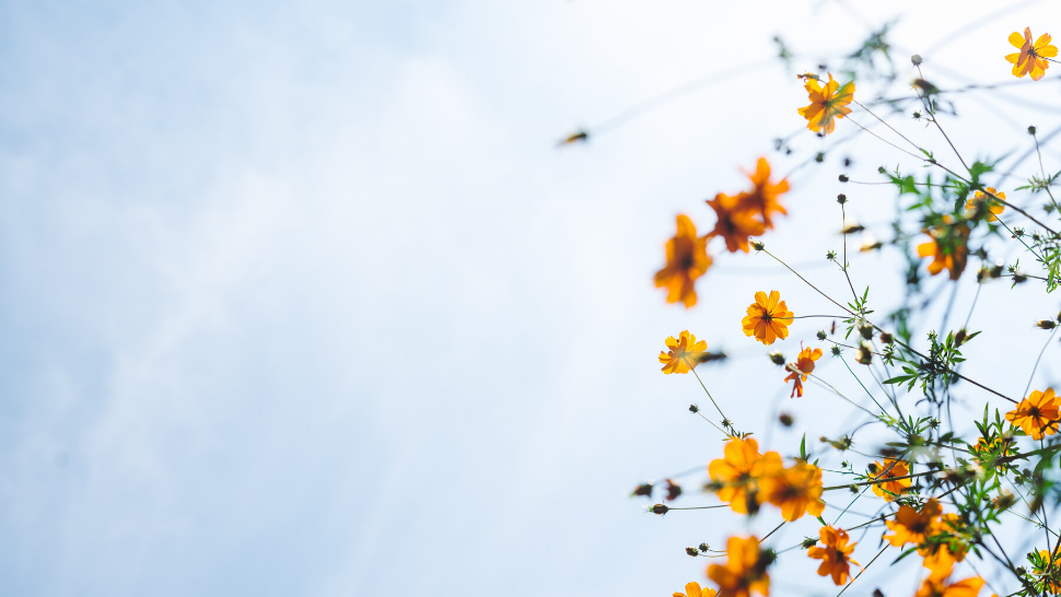 Healthy HKG Frequency Healing Spa Hong Kong